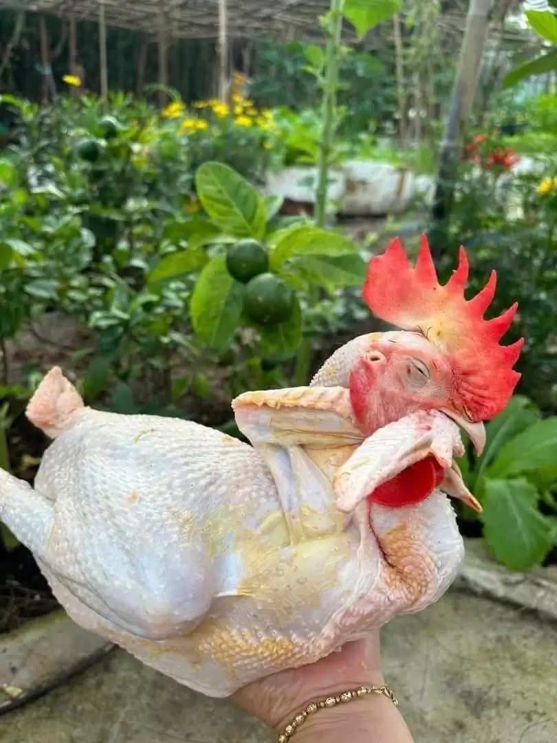 Đặt Gà Cúng Quận 1